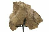 Fossil Dinosaur Vertebra Section w/ Metal Stand - South Dakota #294894-1